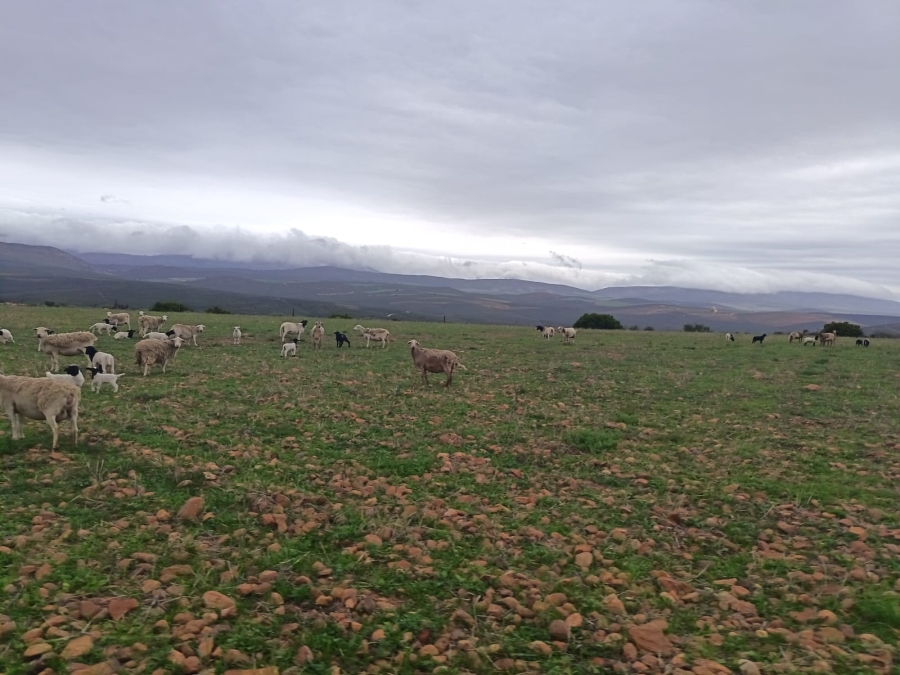 9 Bedroom Property for Sale in Oudtshoorn Rural Western Cape